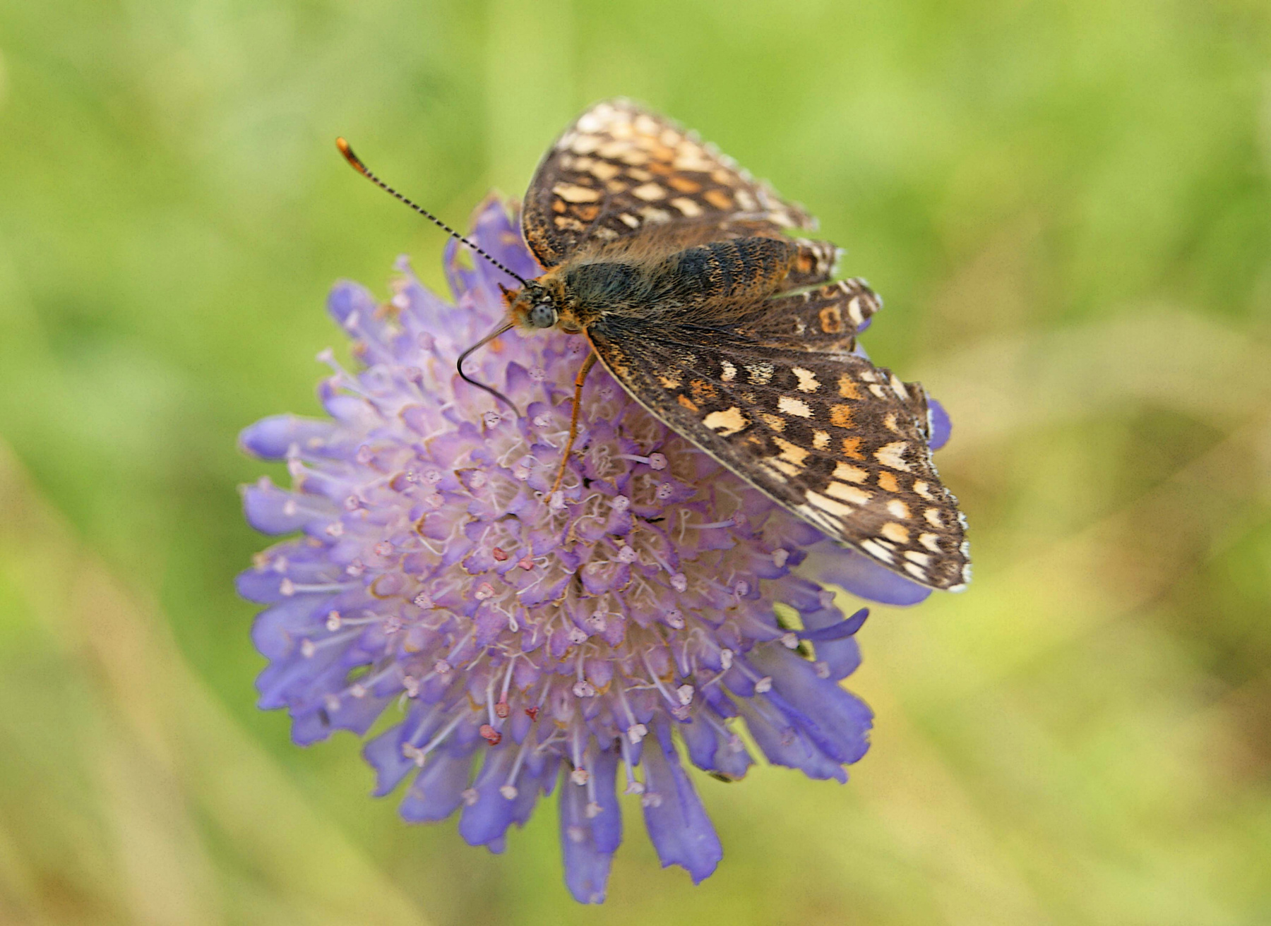 В поисках нектара лето июнь цветок короставник полевой бабочка шашечница