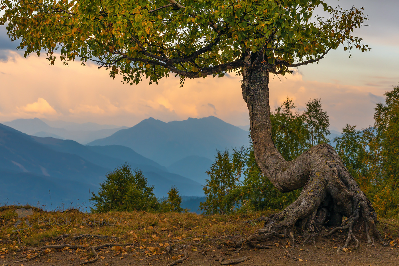 Берёза в Архызе Гора горы Архыз лето Кавказ осень осенний берёза дерево берёзы лес ствол хребет вершина закат