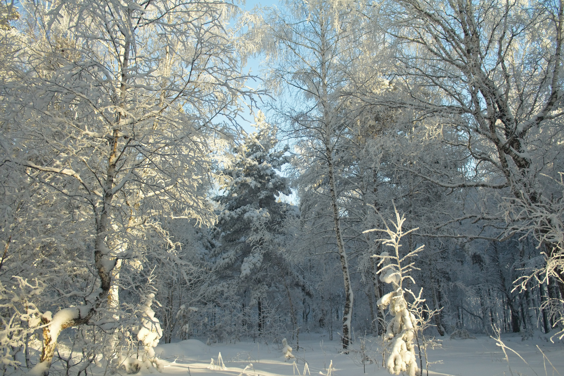 средь белого мира) зима природа лес мороз снег иней ели березы в белом тишина сибирь