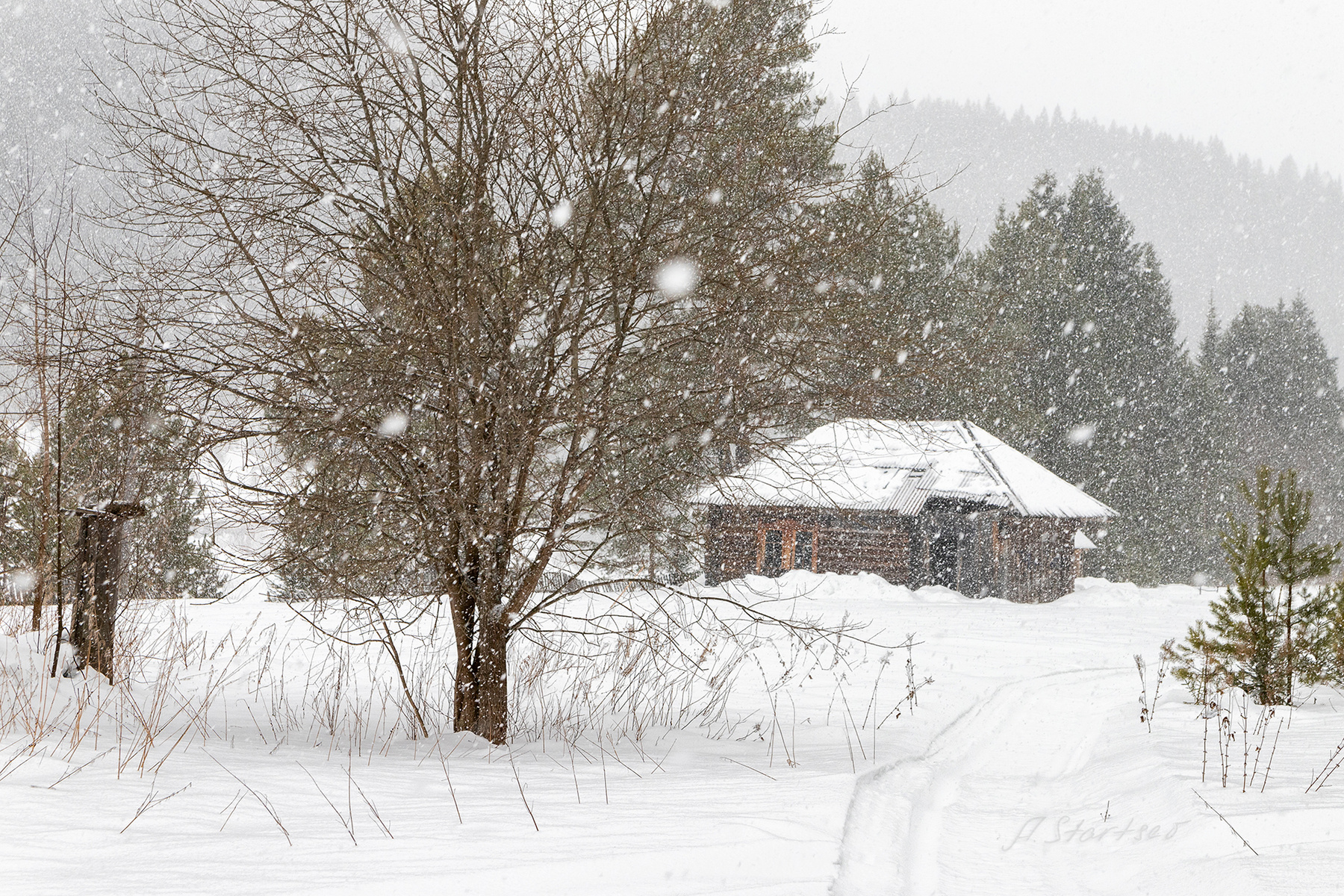 Снегопад зима снег дерево пейзаж природа туризм Пермский_край Урал Кын погода