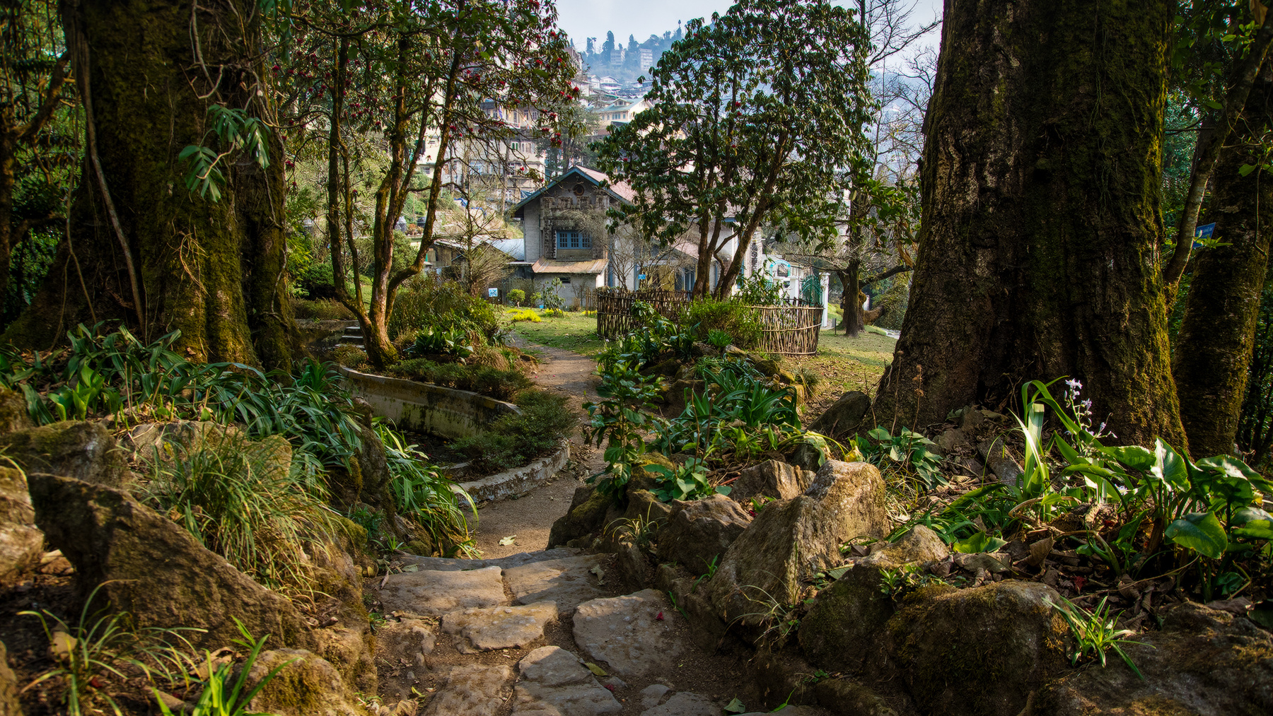 Один замечательный день. Индия Дарджилинг Darjeeling lloyd botanical garden