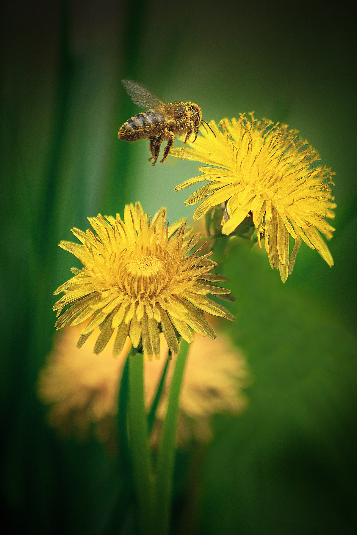 Труженица. макро пчела насекомые фон боке природа лето свет цвет одуванчик цветы трава