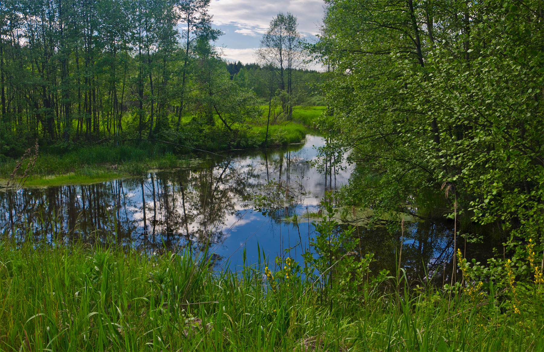 Река Свень nevant60 Брянск пейзаж природа травы река Cdtym