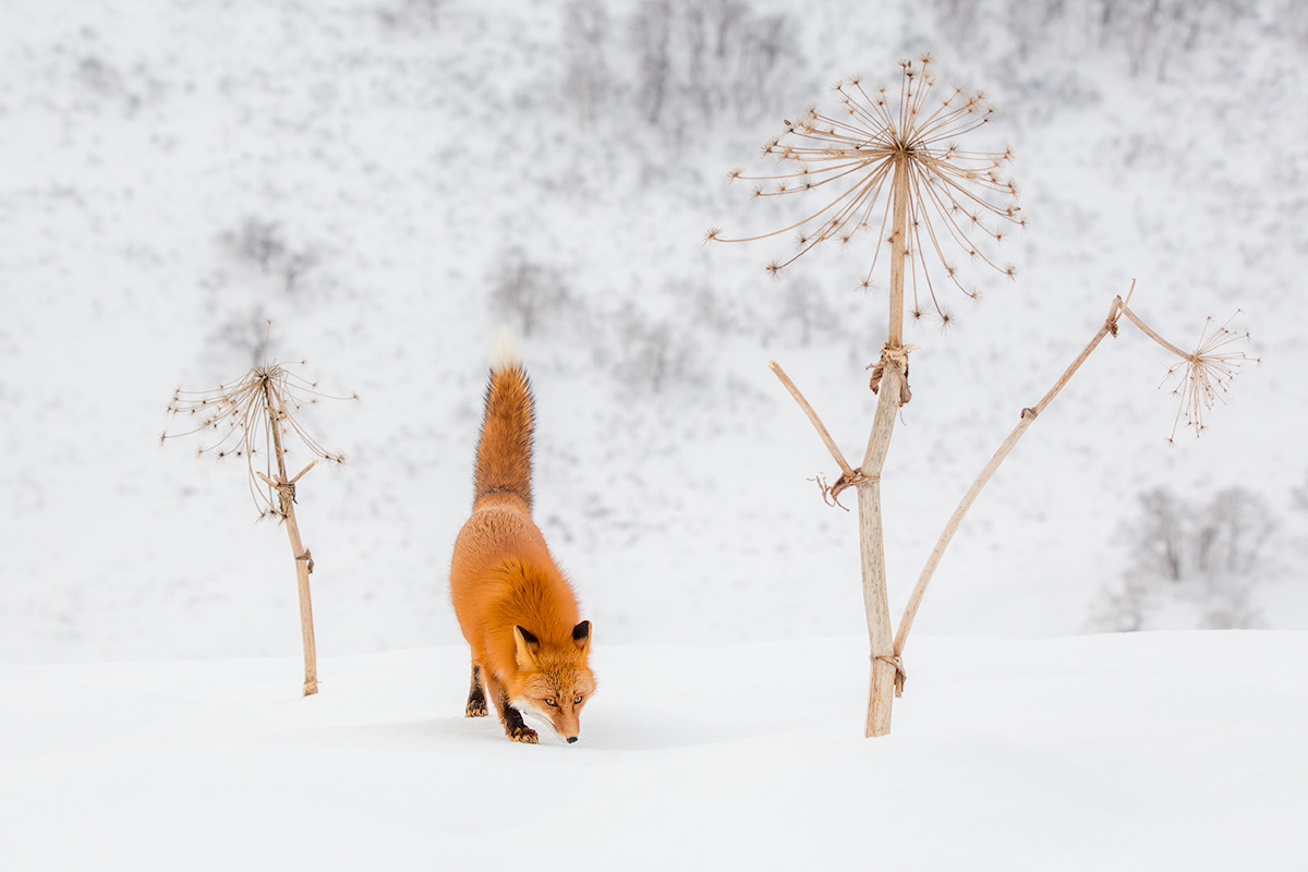 Хвост трубой камчатка лиса зима животные природа путешествие фототур