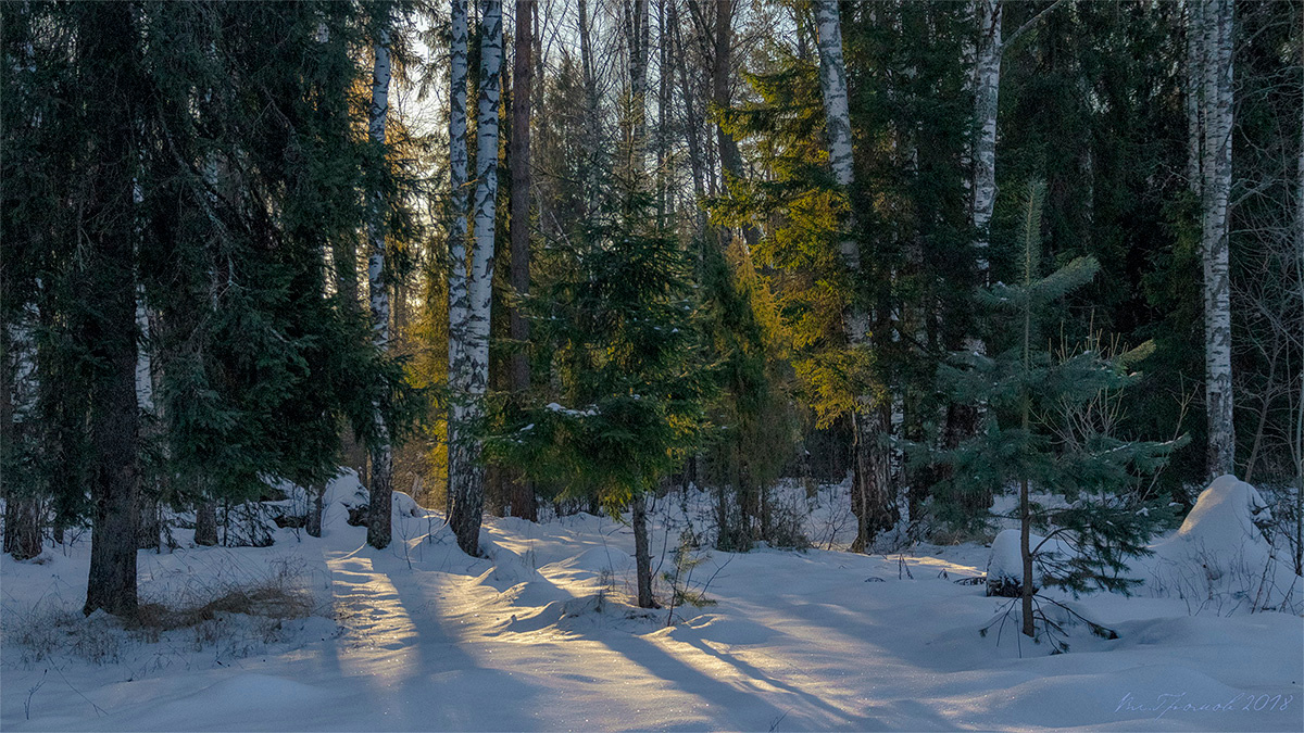 Утро в зимнем лесу пейзаж зима лес утро