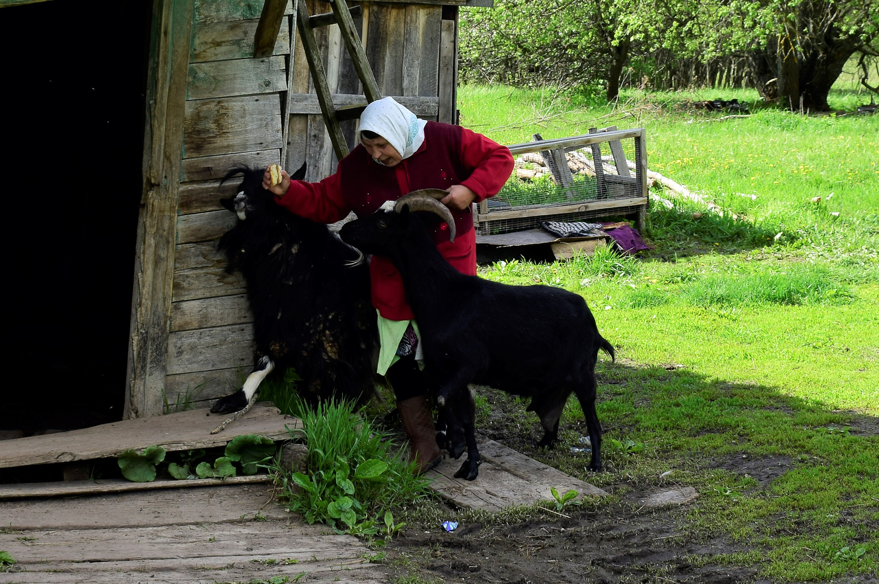 Взяли за рога. деревни козы жители природа Мордовия