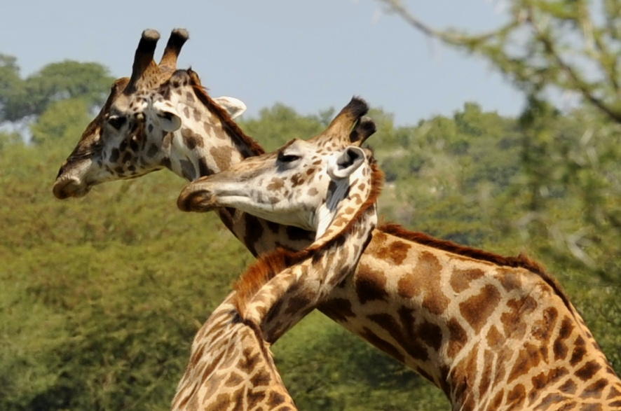 еще раз про любовь жираф