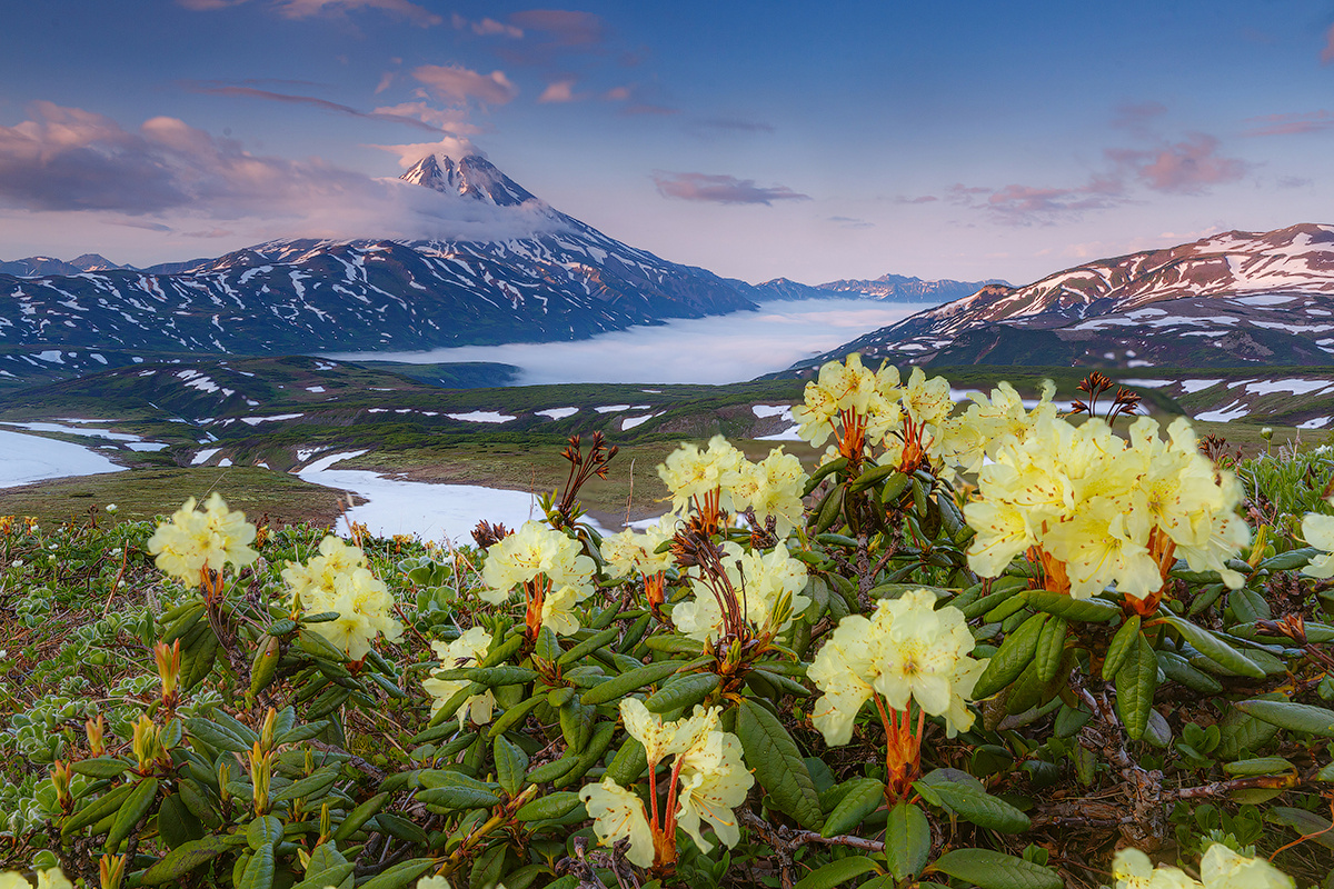 Цветы вулкана Камчатка вулкан пейзаж природа цветы лето путешествие фототуры