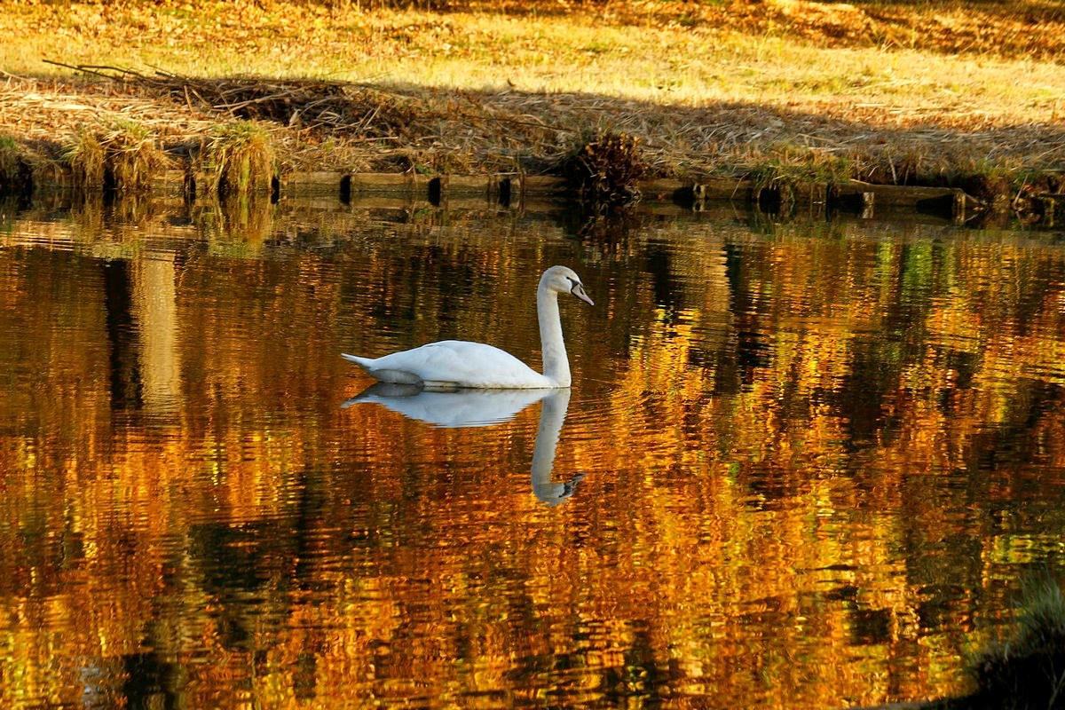 В золоте осенней воды Осень лебедь озеро краски