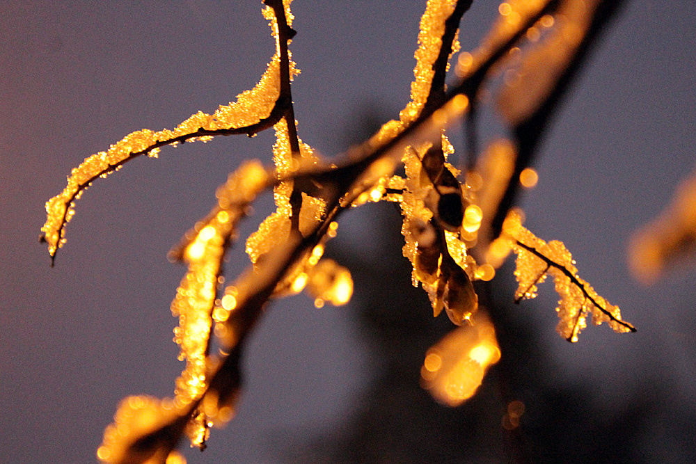 Золотой снег Зима снег деревья
