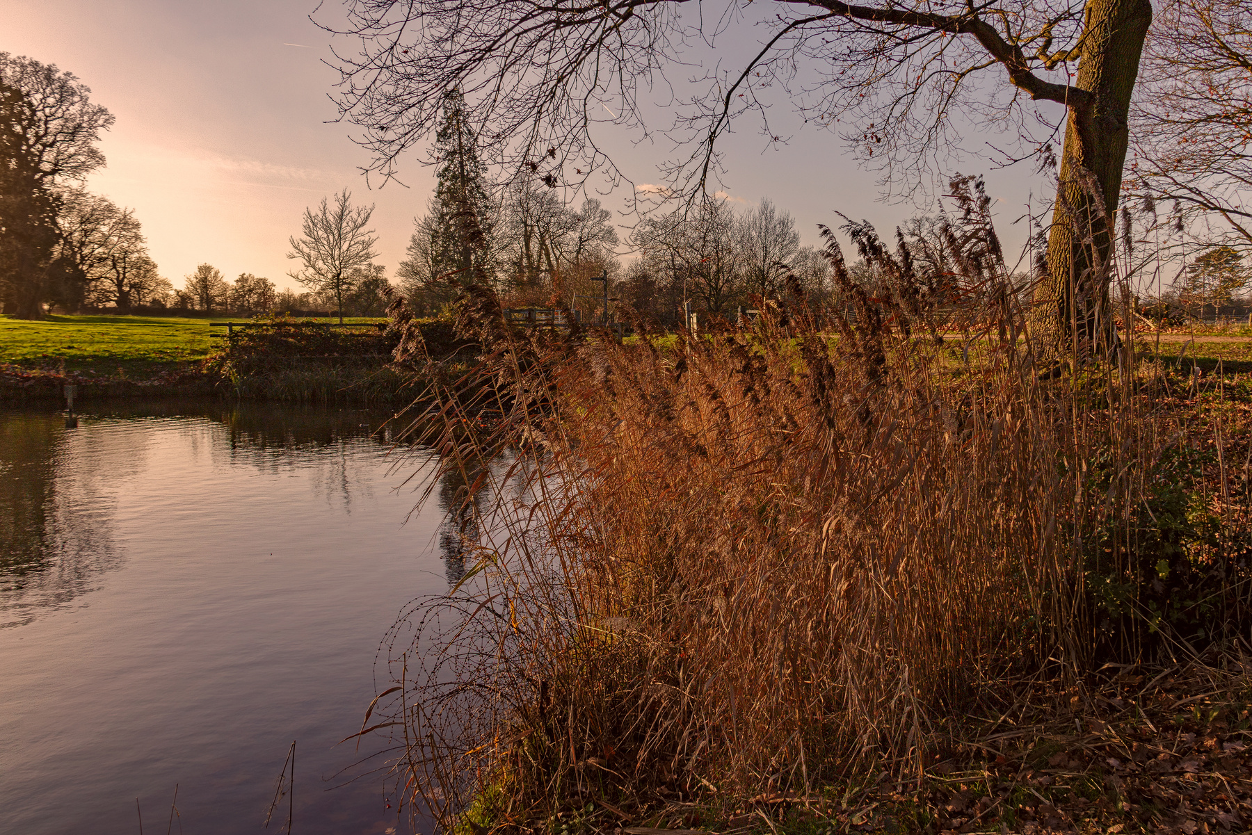 Английская зима природа закат солнце ветви деревья лучи озеро вода растения тростник осока трава