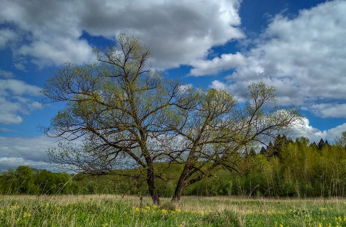 Хоровод пейзаж природа весна небо тучи облака май лес дерево