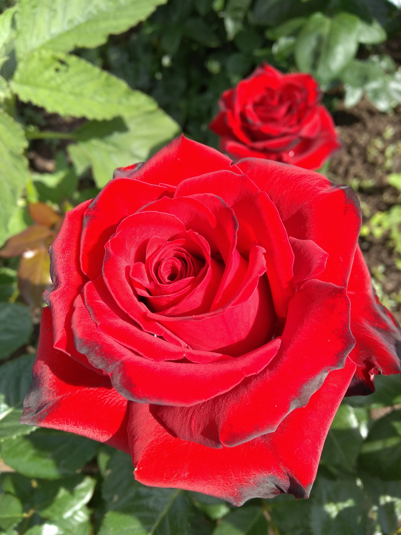 Красная роза цветы