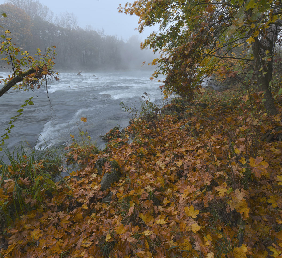 Туманным утром на реке осень река утро туман