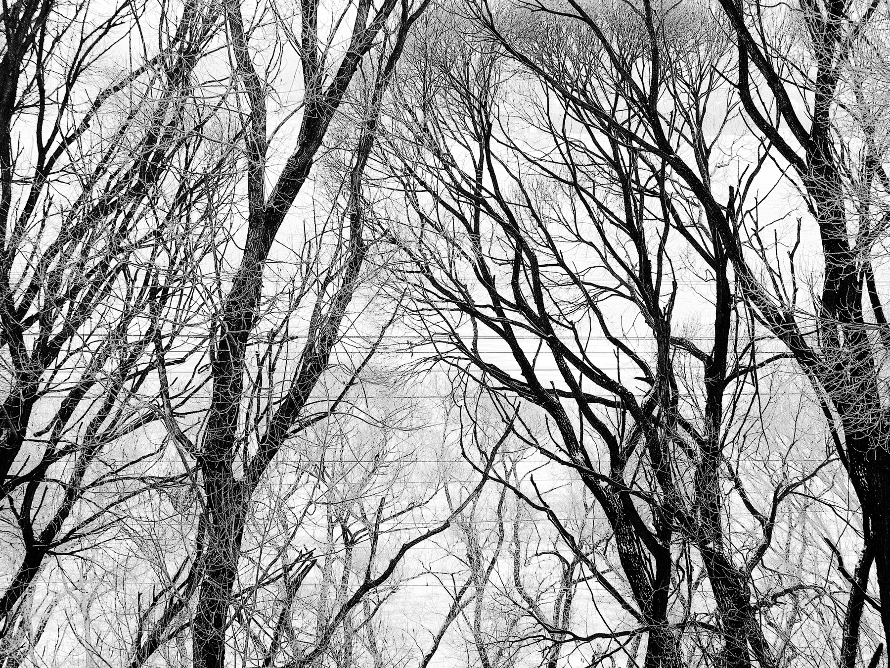 Кружева зима мороз иней деревья ветви кружева Шварц