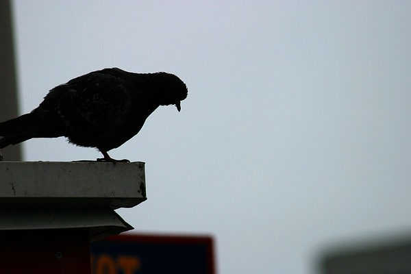 To be or not to be??? 