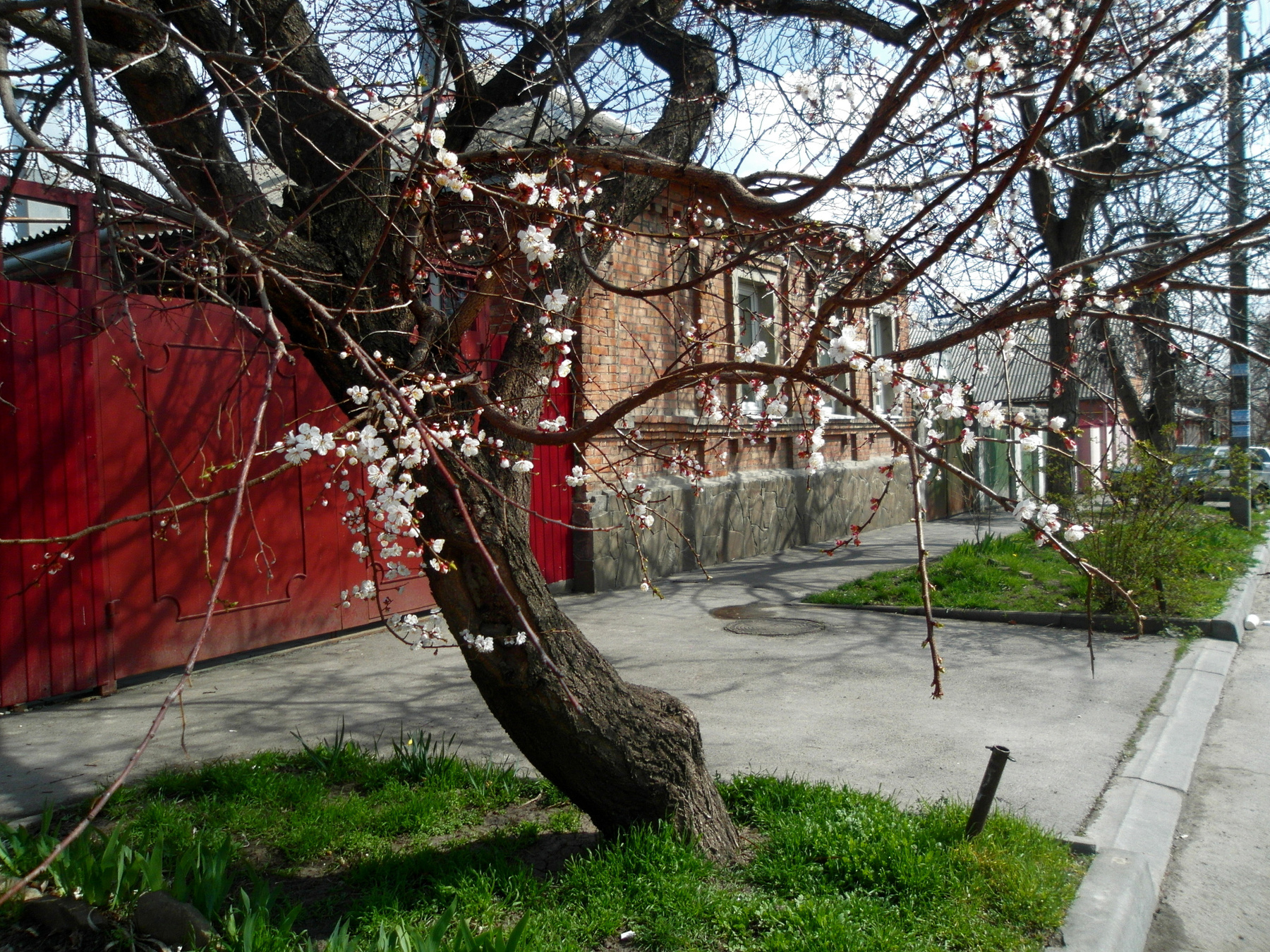 Цветущий абрикос. Ростов-на-Дону город весна цветущий абрикос