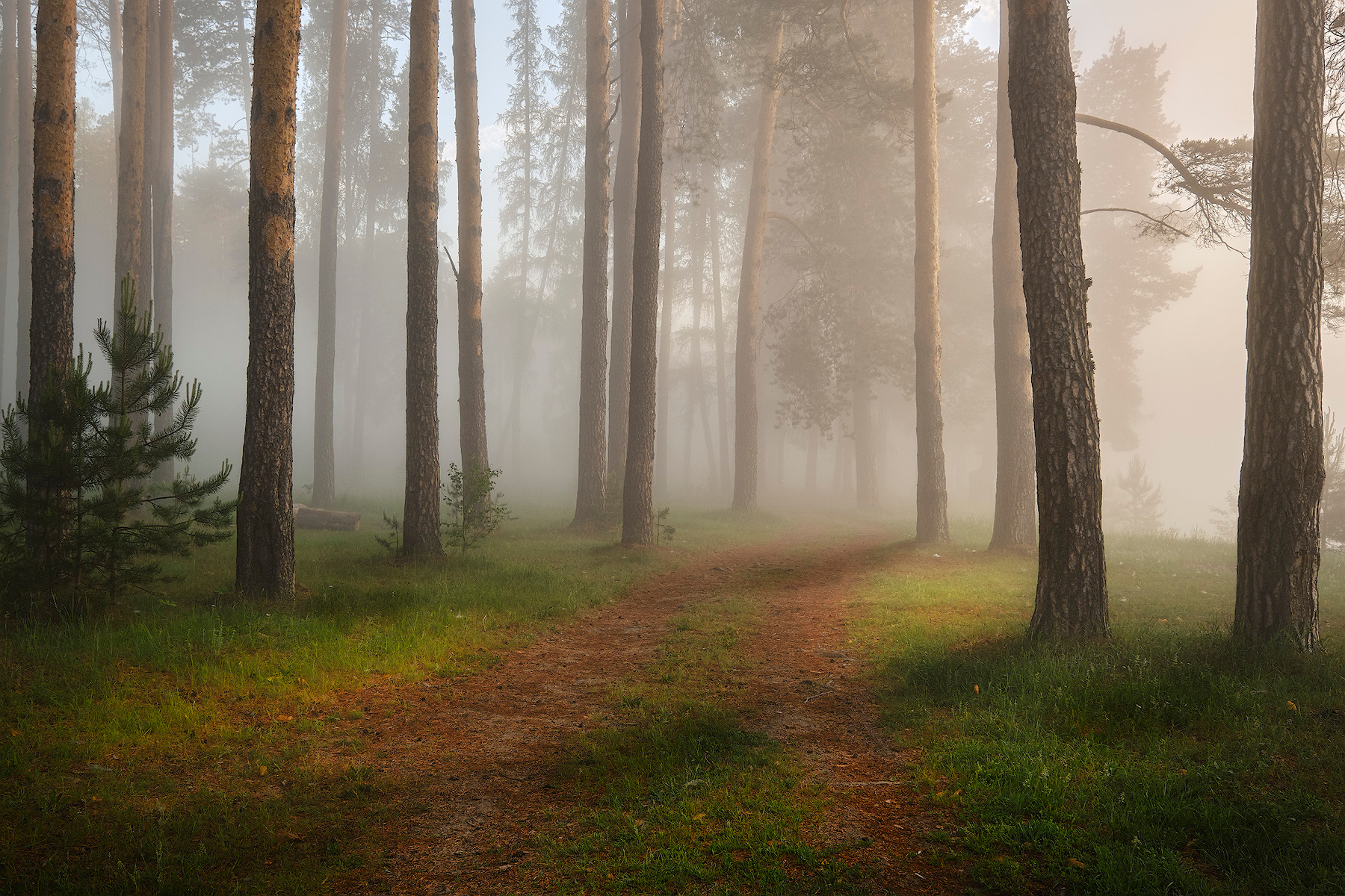 Утро в туманном лесу 