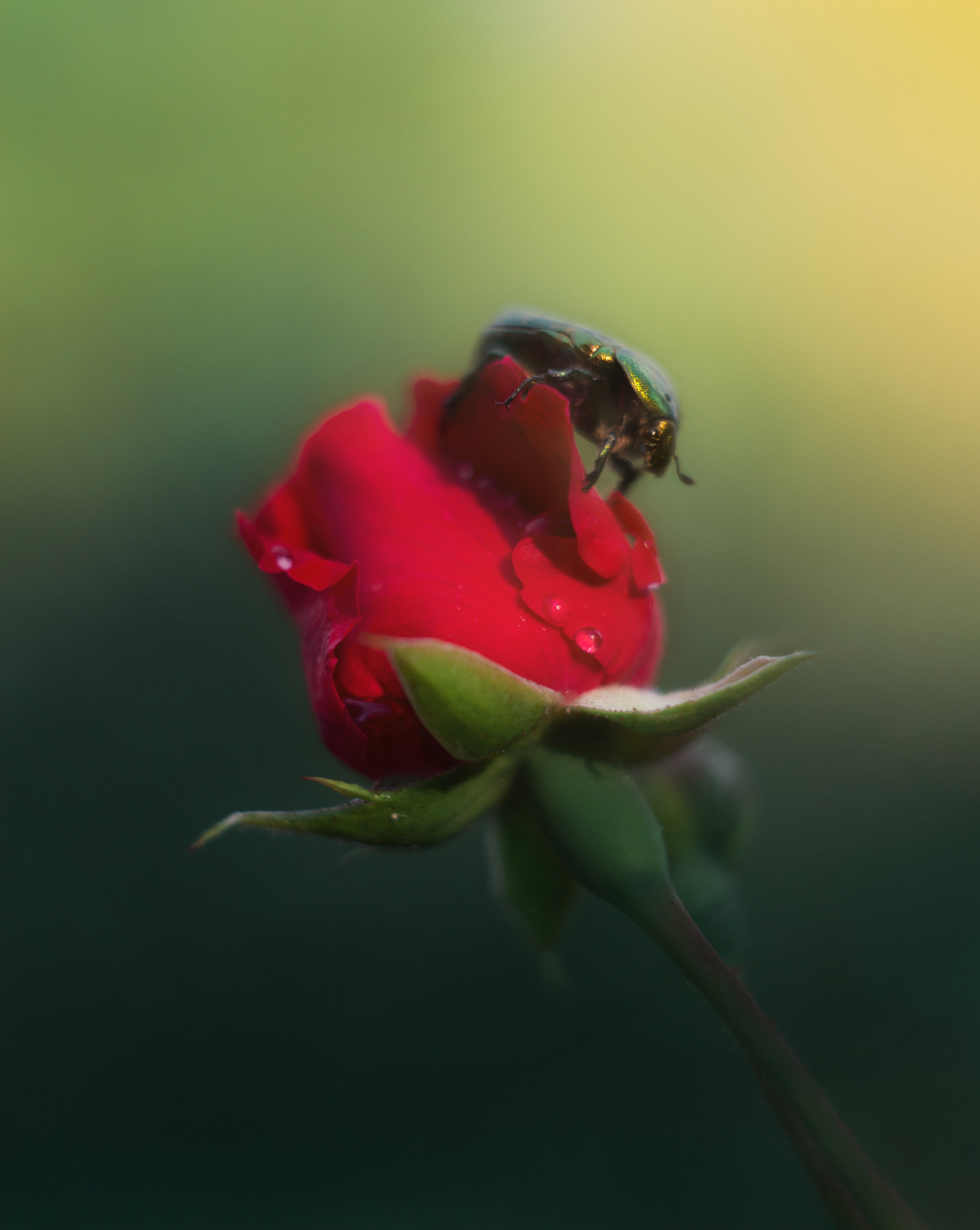 Evening Guest flower bug rose warmth sunlight outdoor green red yellow summer drops water soft лето тепло жук цветок роза зелёный красный жёлтый капли вода мягкий