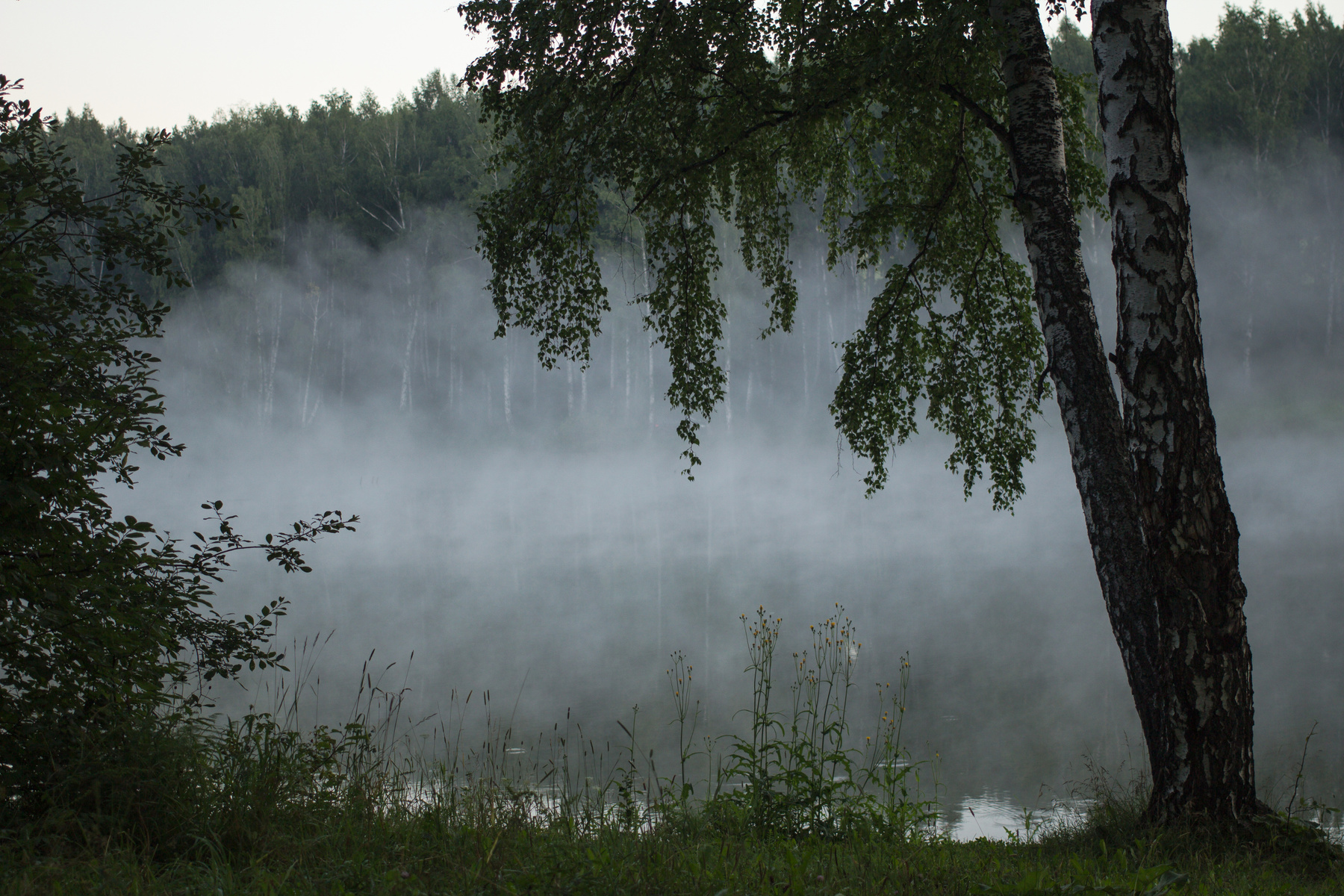 утренняя тишина лето озеро туман раннее утро береза