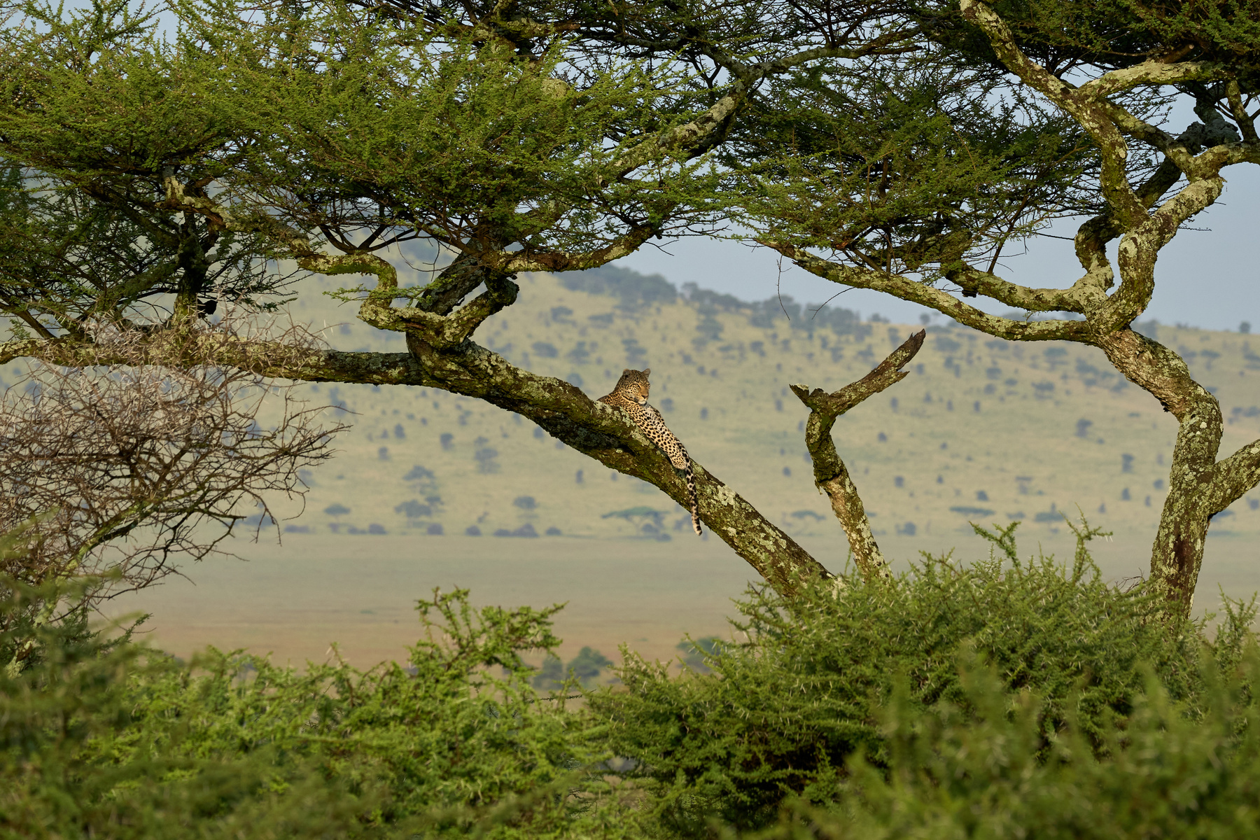 Леопард на дереве Танзания Серенгети Африка природа животные леопард