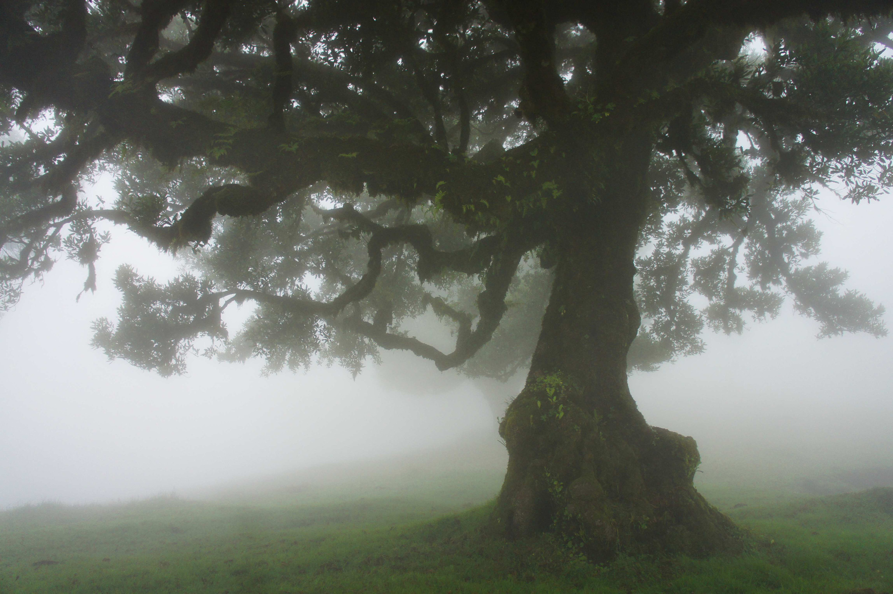 туман туман дерево утро