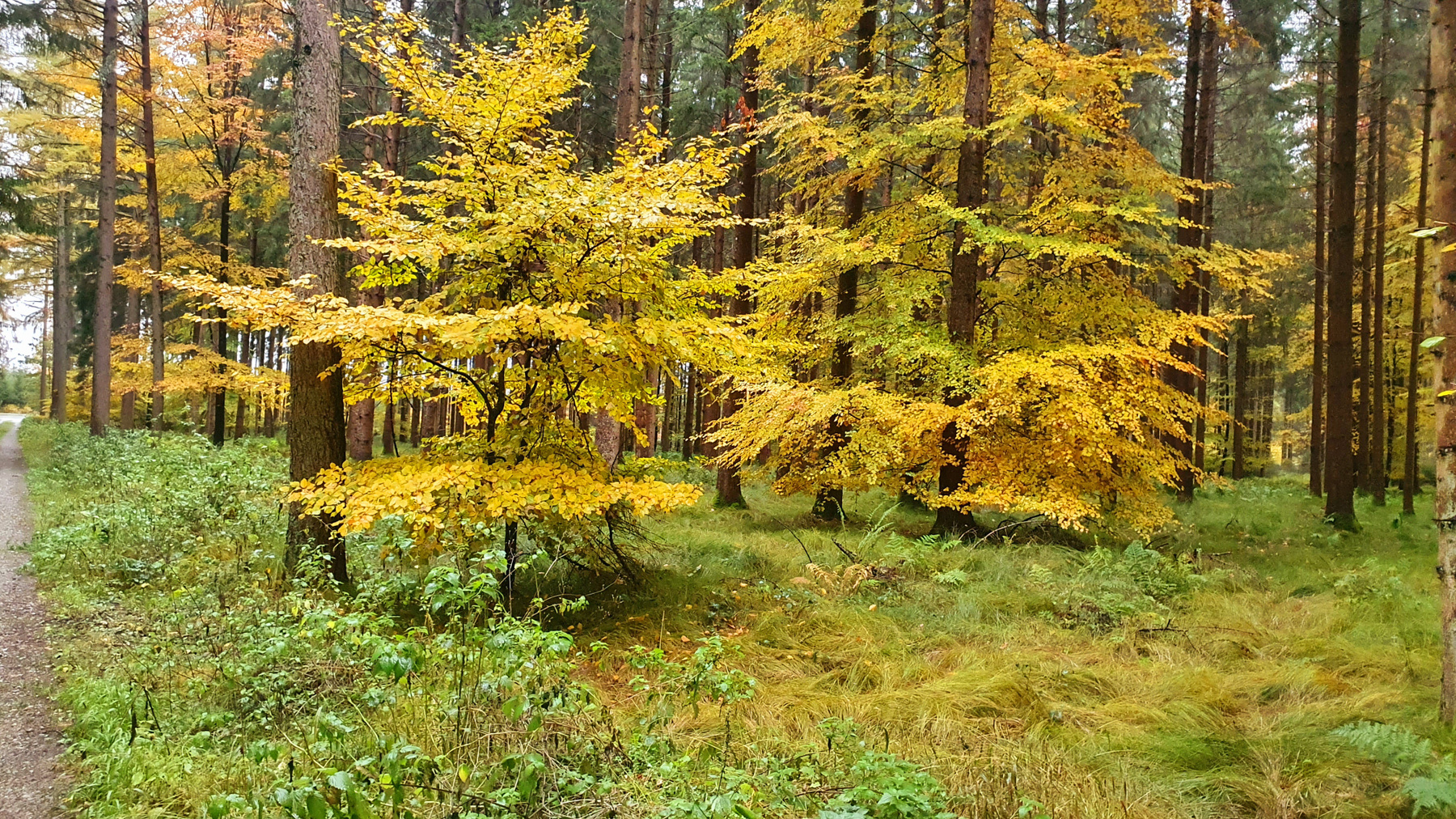 Золотая осень!!!!!!! Лес Осень Природа