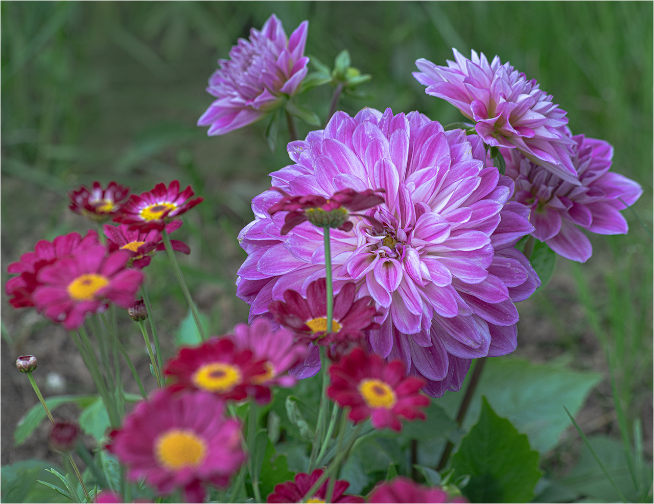 Хороши в саду цветочки 2 цветы георгин Александр Малыгин