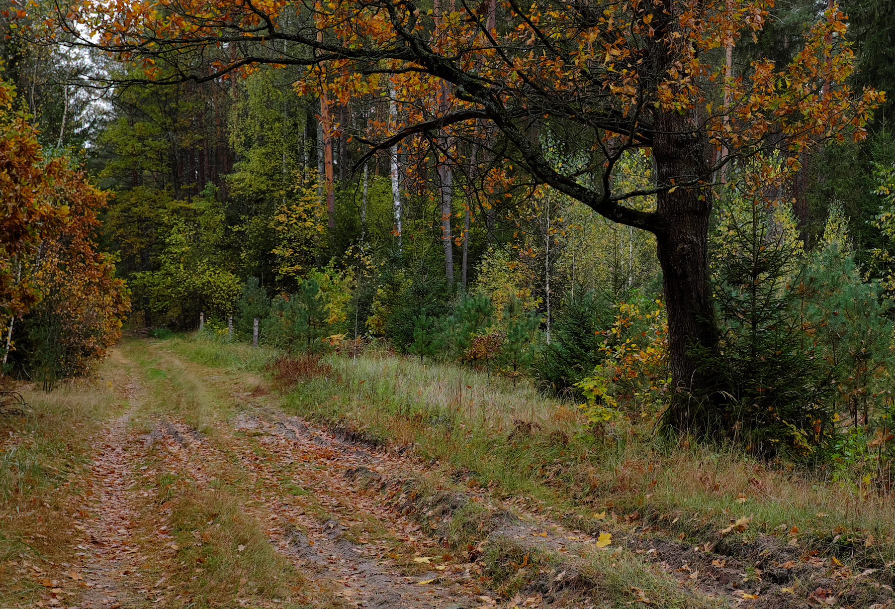 По дороге с осенью Брянский лес Белогорщь осень