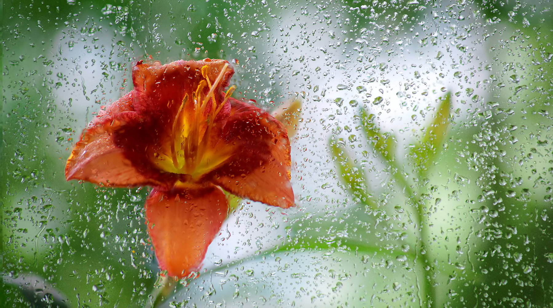 За дождливым стеклом цветок цветы природа дождь капли за стеклом лилия погода