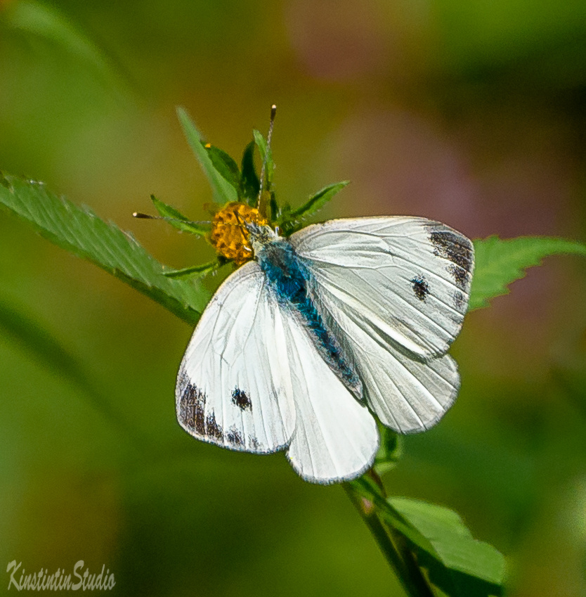 Бабочка-белянка! бабочка осень сентябрь