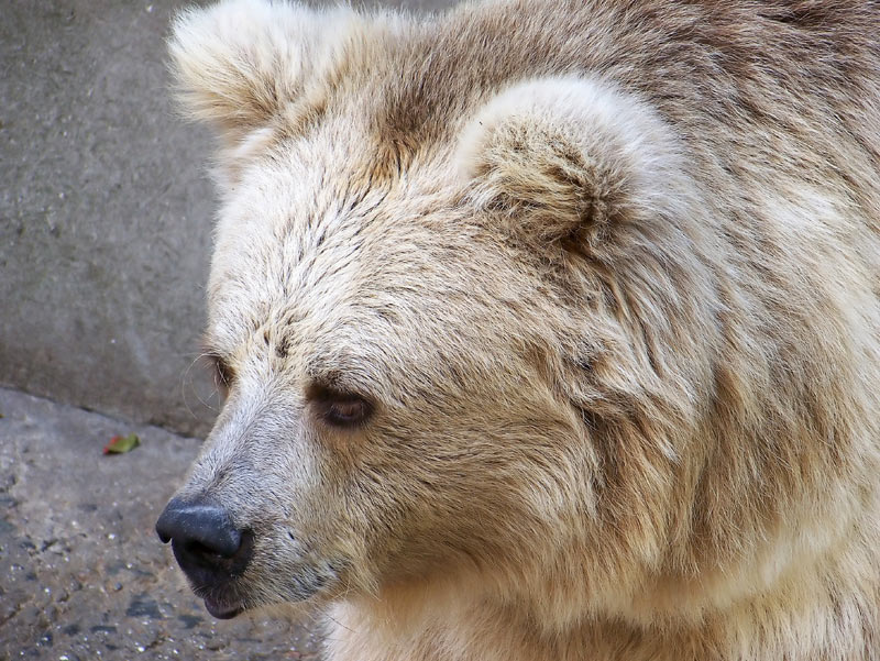 Фотография Тянь-шанский бурый белокоготный медведь из раздела животные  #2288960 - фото.сайт - sight.photo