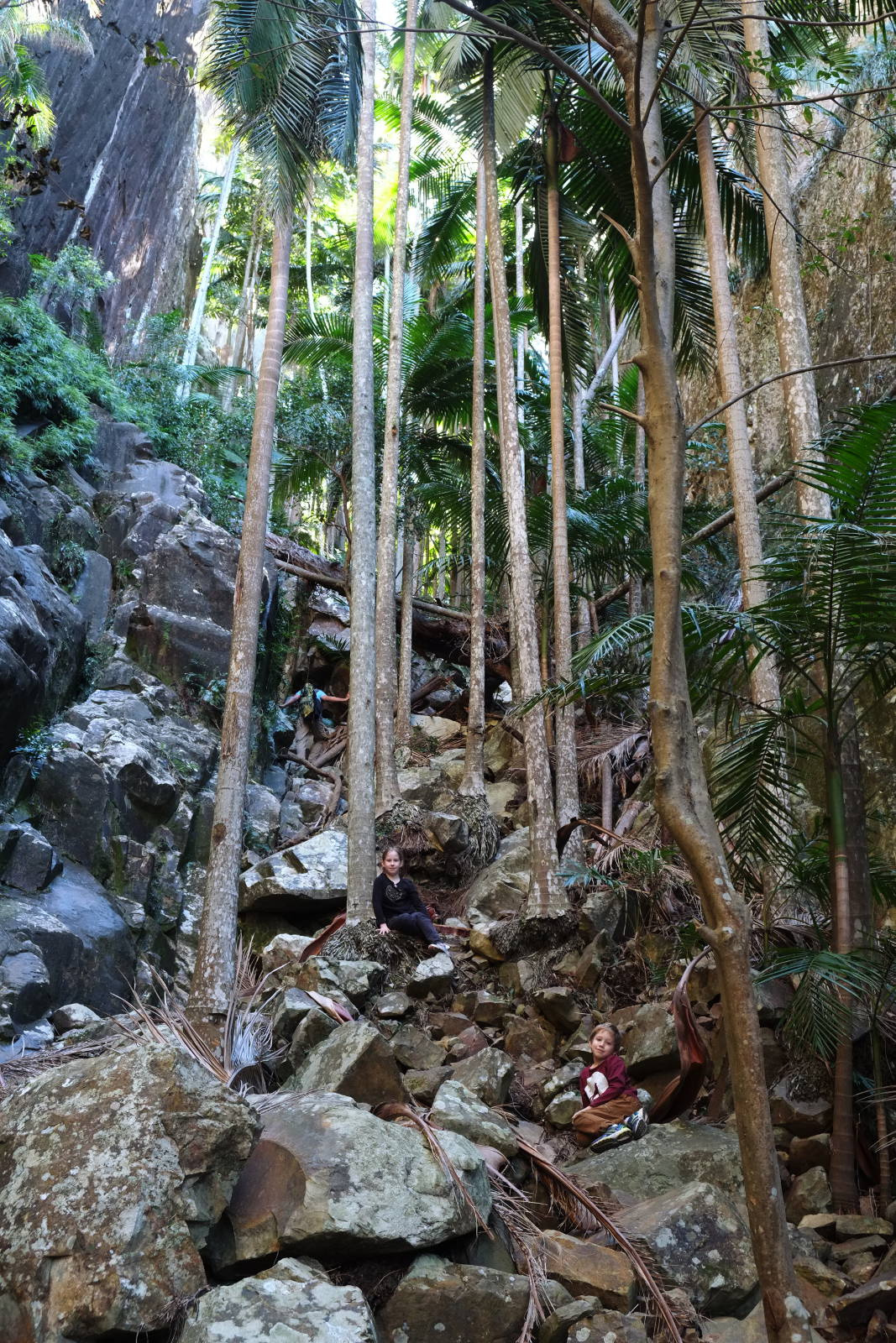Пальмовое ущелье Австралия