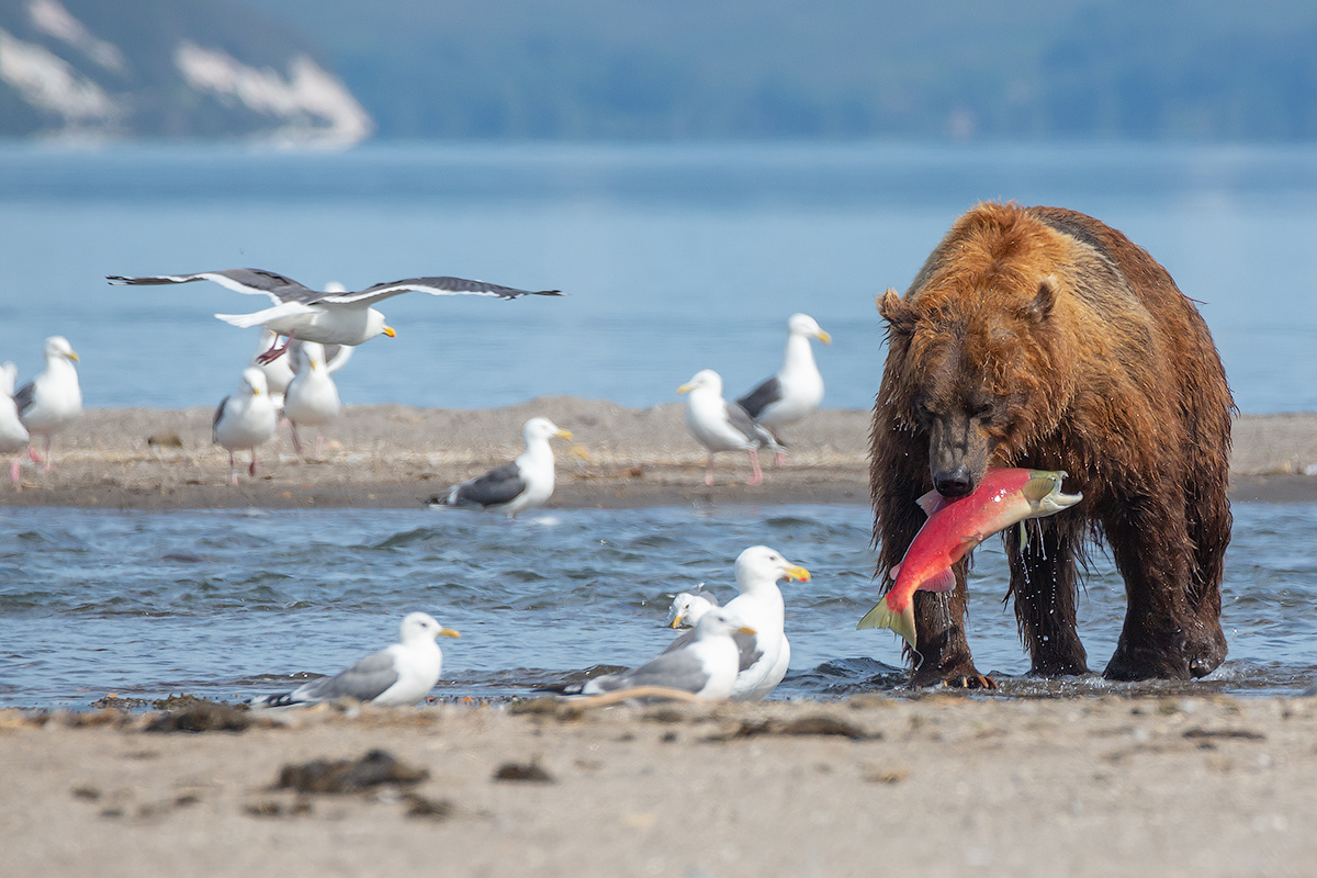 На обед камчатка медведь природа путешествие фототур животные