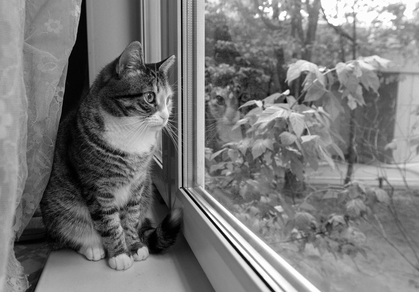 Взгляд в окно... Кошка Алиса