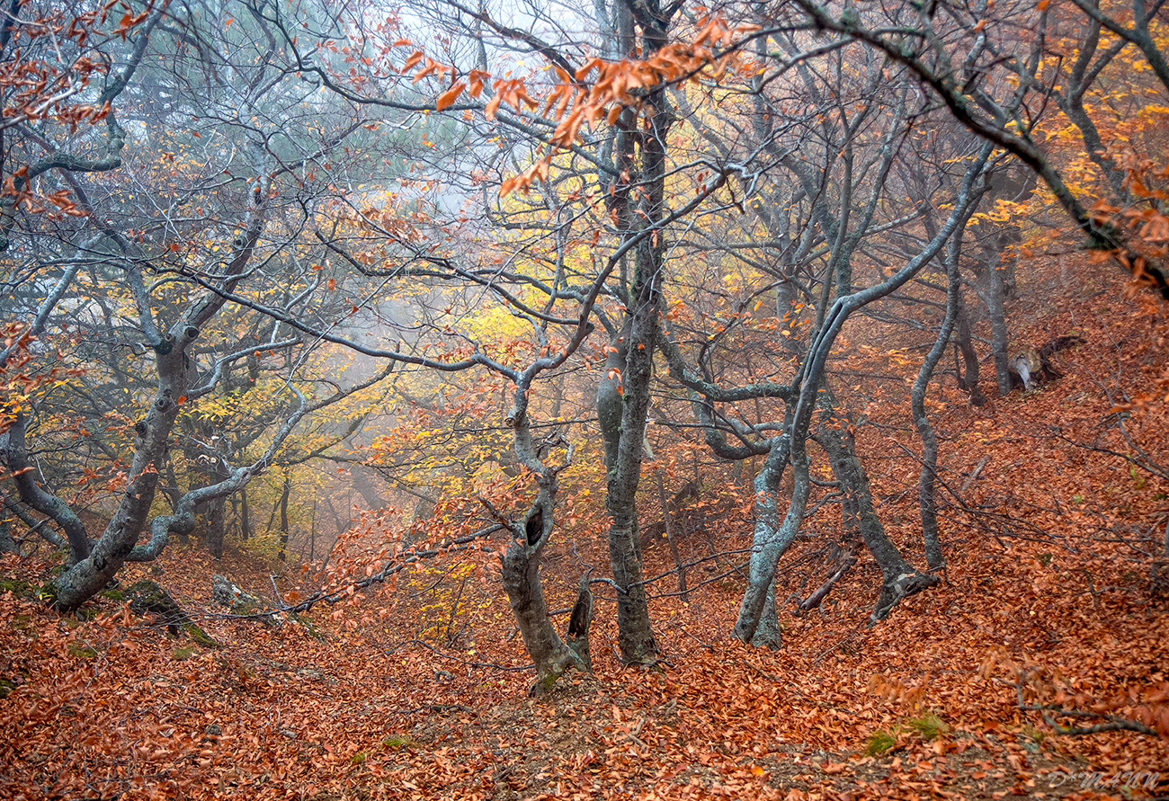 Осенний танец Демерджи Крым Демерджи гора горы осень лес бук буковая роща долина приведений туман танец деревья осенняя листва
