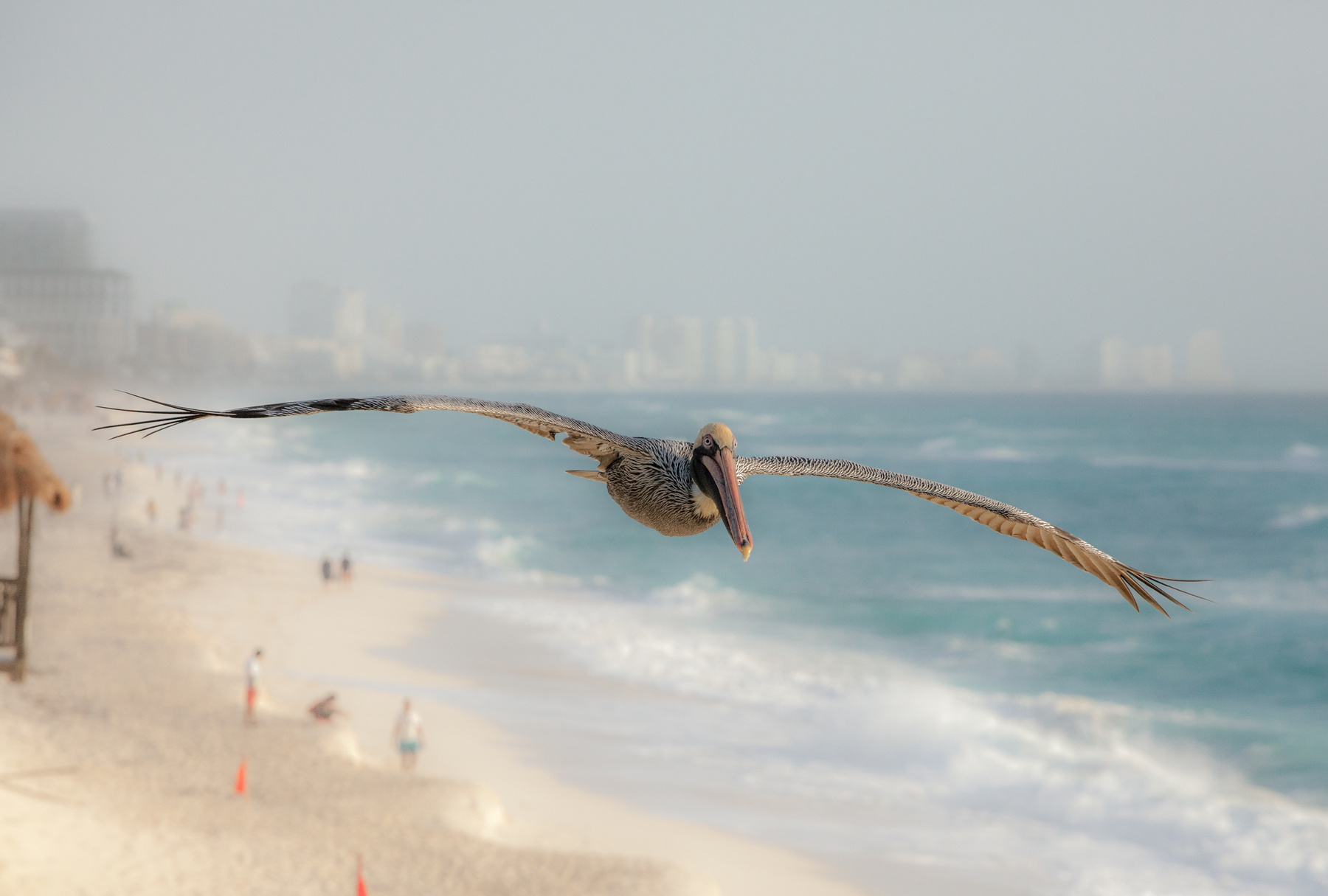 Early bird пеликан птица полет Канкун Мексика Карибы