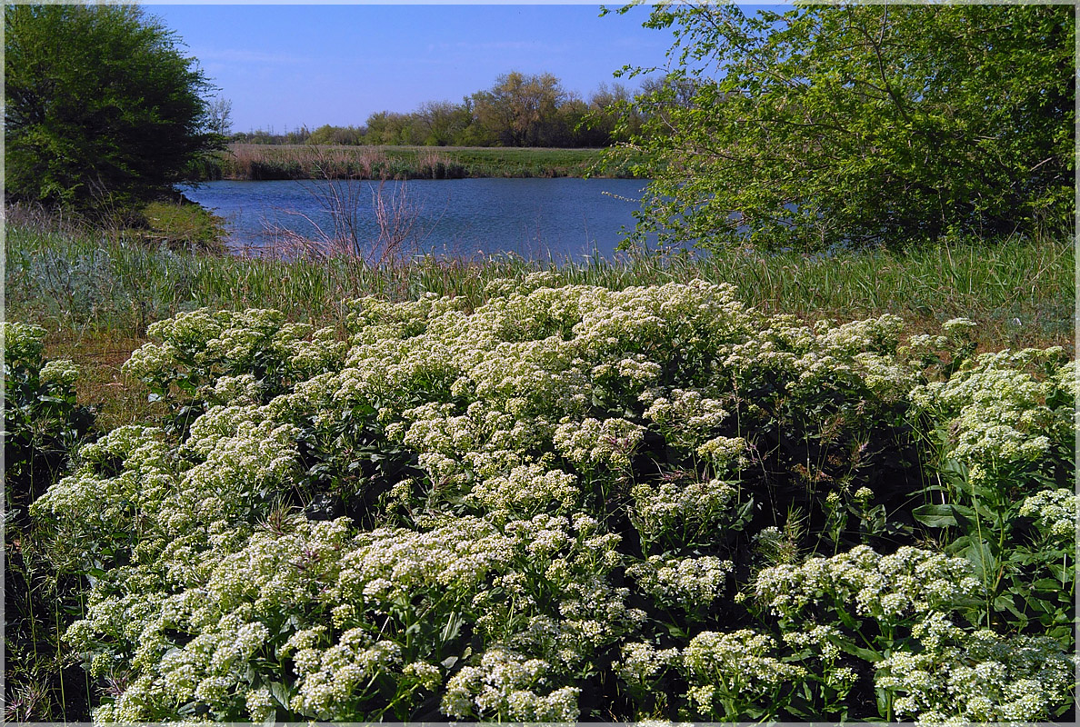 Полевые придорожные цветы возле пруда. Волгоград пруд цветы поле весна жара