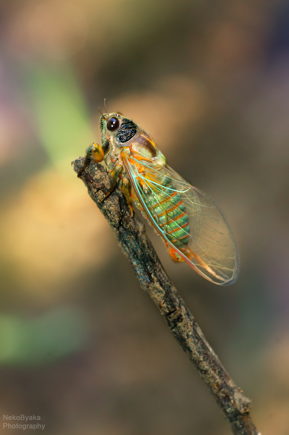 цикада макро насекомые природа цикада macro insects nature cicada