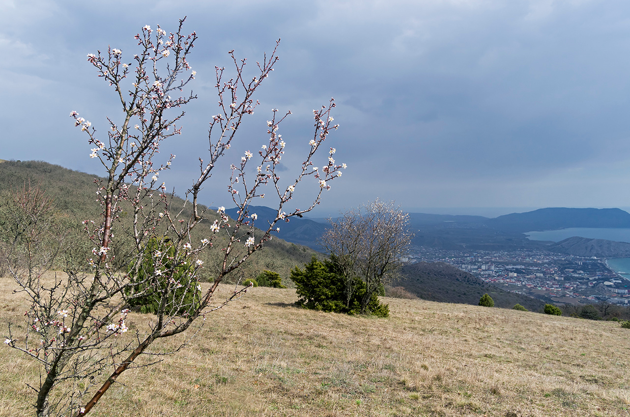 Фотография Цветущий миндаль. Крым, начало апреля из раздела пейзаж #6740417  - фото.сайт - sight.photo