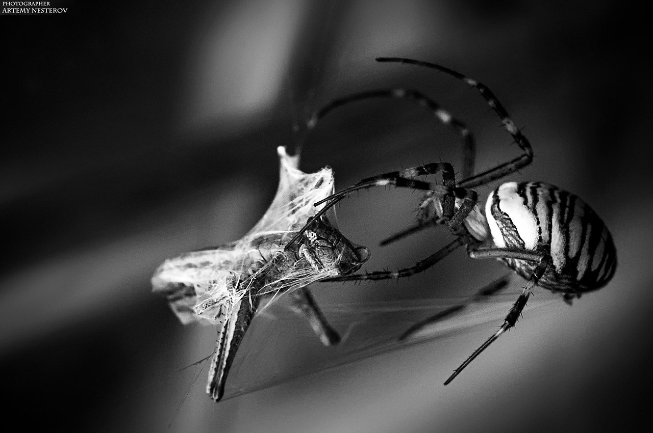 Аргиопа Брюнниха или паук-оса (Argiope bruennichi) 