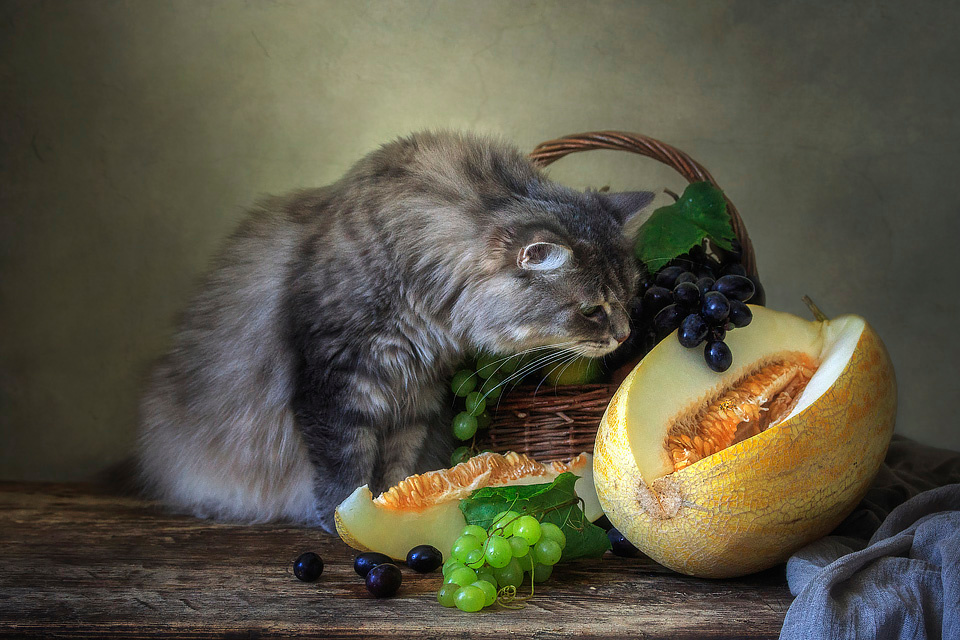 ***Кто в дыньке живет? домашние животные кошка Масяня любопытство натюрморт с дыней