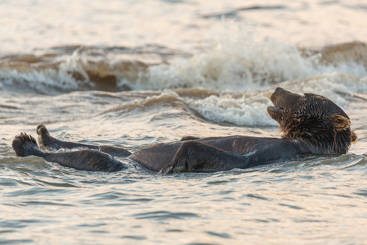 Качаясь на волнах камчатка медведь животные природа путешествие фототур озеро