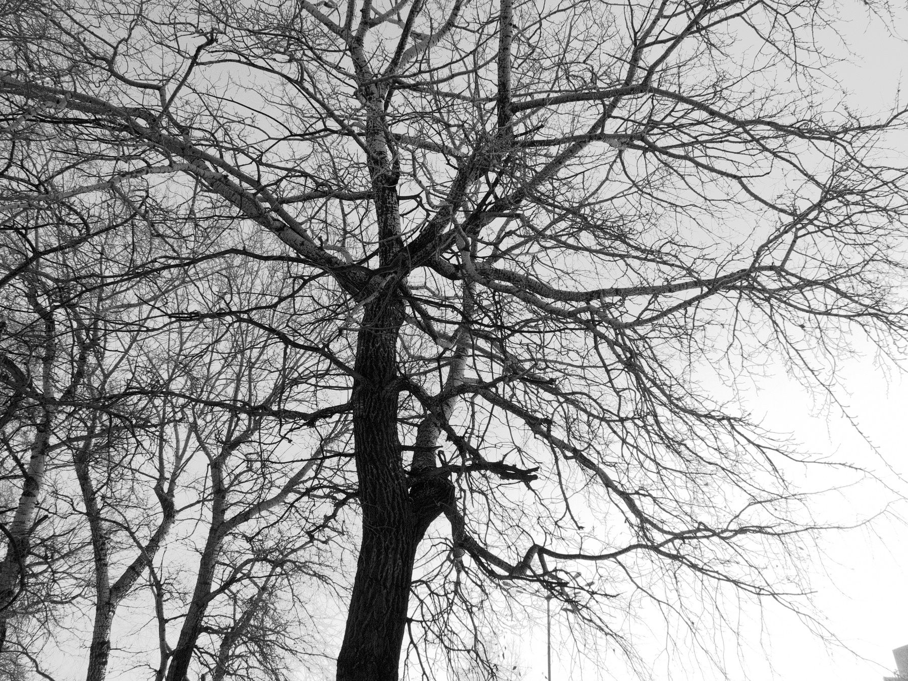 Кружева дерево ветви графика кружева Шварц