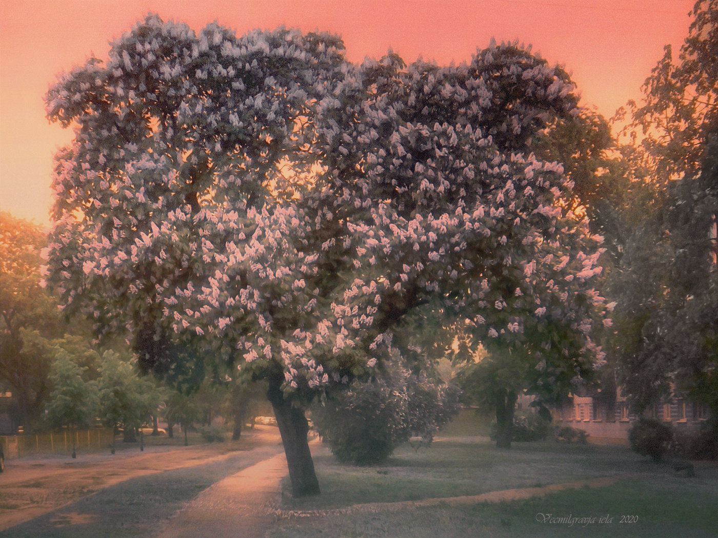 Цветущий каштан. цветущее дерево каштан.Рига Вецмилгравис 08.06.2020 05 59