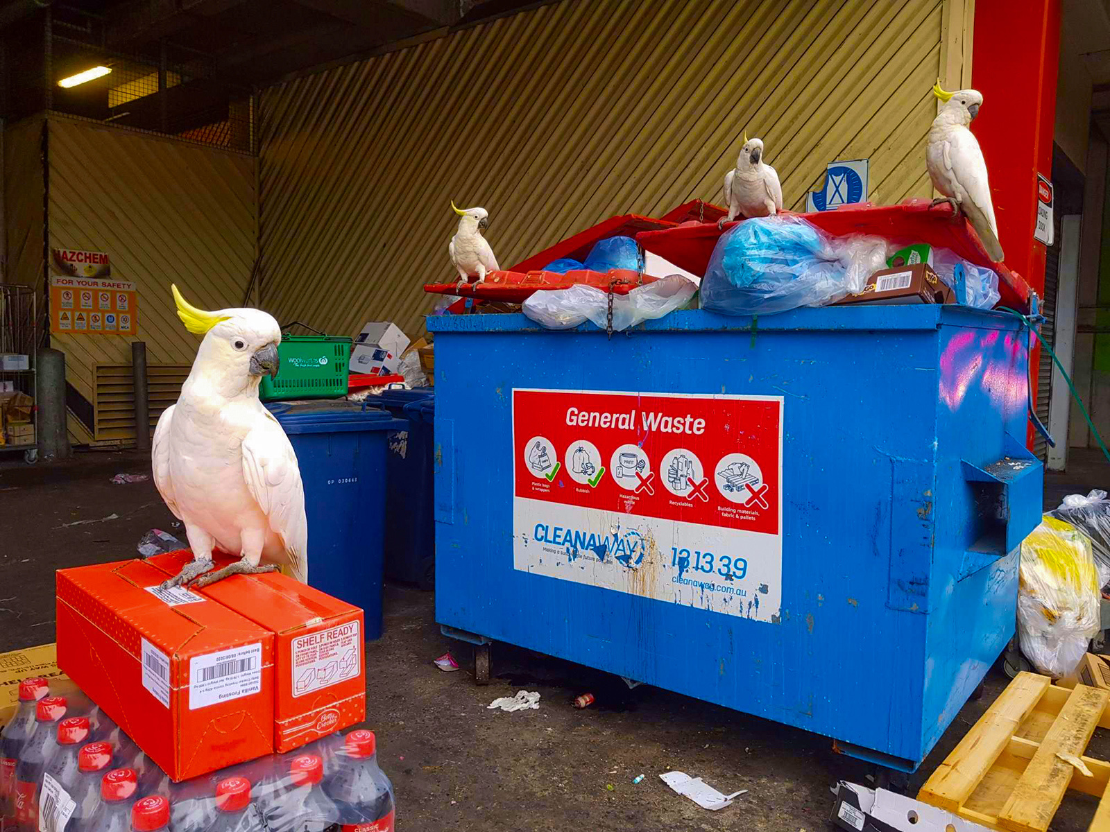 На помойке... помойка мусорка попугаи какаду