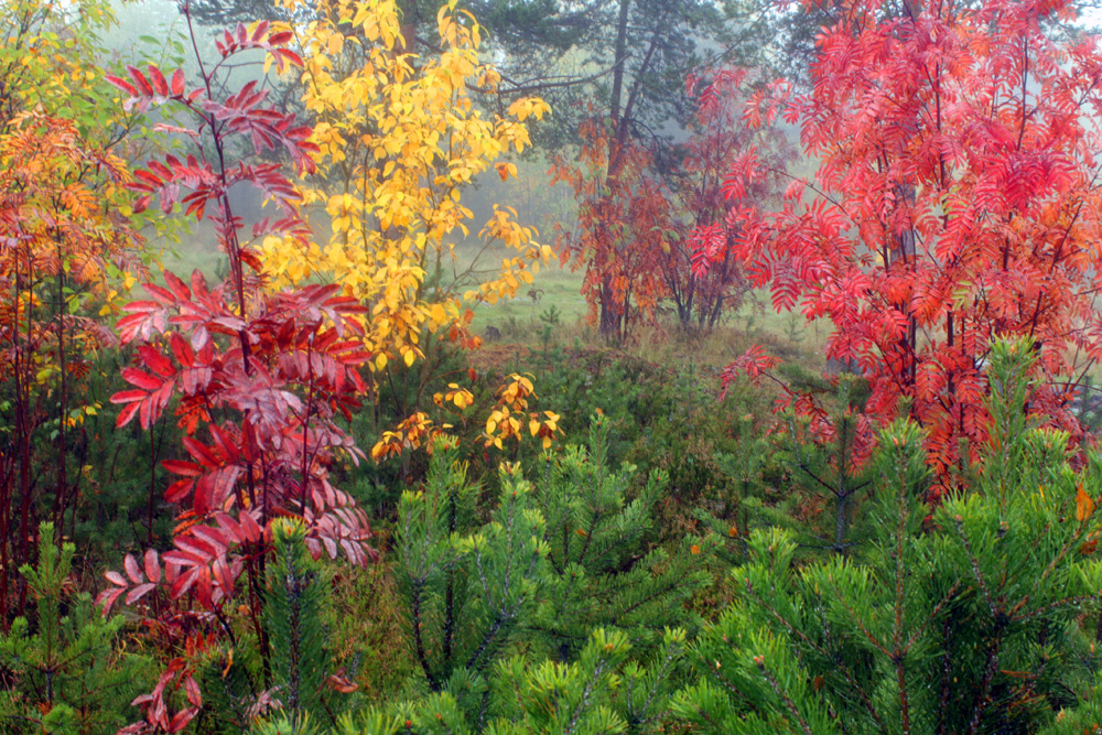 Осенний этюд Туман осень деревья листья