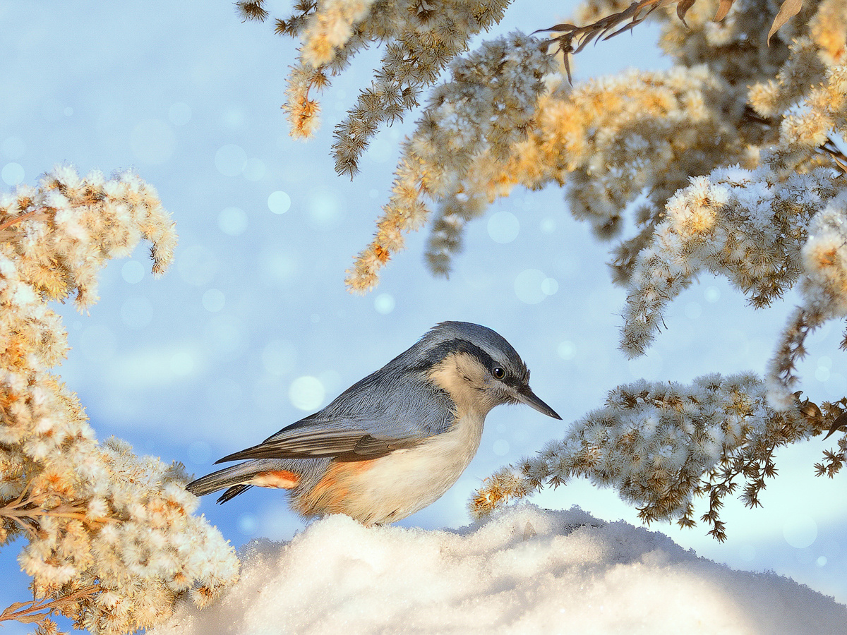 Зимние птицы России природа птицы фотоохота поползень