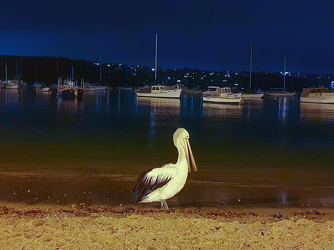 Ночная прогулка... ночь пляж пеликан Австралия