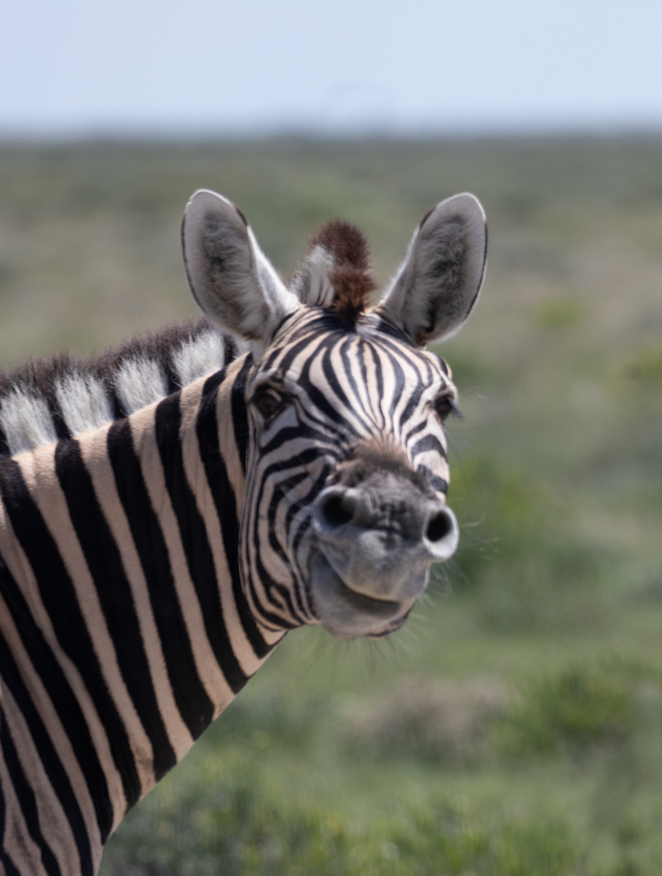 Смеющаяся зебра африка намибия путешествия сафари зебра животные